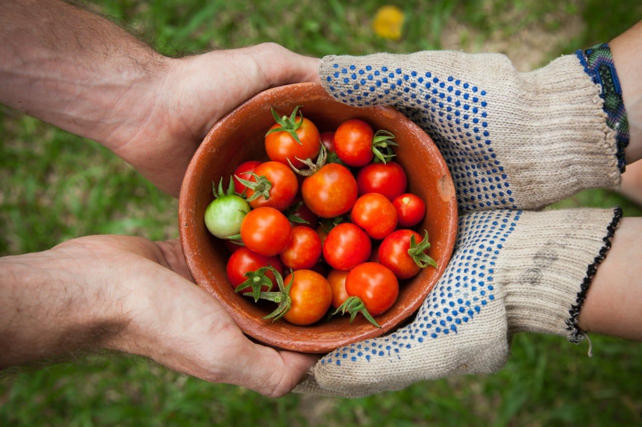 Someone giving a bowl of tomatoes to another person